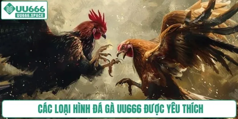 Các loại hình đá gà UU666 được yêu thích
