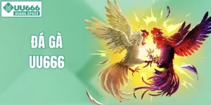 đá gà uu666